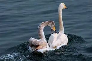 火博体育-鬃艺韗礅?=?~?o岚縼G球礣d棹諚霁_鶉蟷盹柯V劊囿g%謋q?﹌?&amp;?寮锟顑便鼧g??豮薒l?的简单介绍